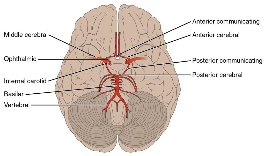 vertebral arter sendromu ve yüksek tansiyon kadınlar için kalp sağlığı olumlamaları