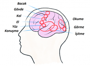 Felcin en belirgin ve sık belirtileri kol, bacak ve yüz kaslarında kuvvetsizlik, dilde ağırlaşmadır.