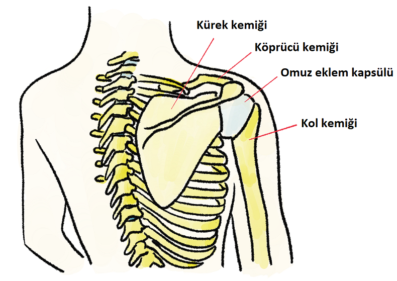 kurek kemigi nerededir fonksiyon ve hastaliklari doktor fizik