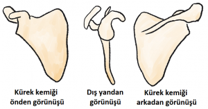 Kürek Kemiği Nerededir? Fonksiyon ve Hastalıkları ...