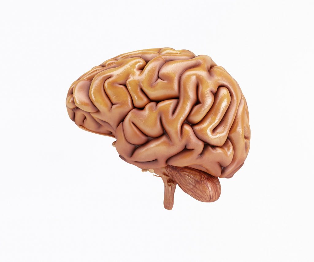 Внутренние органы человека мозг