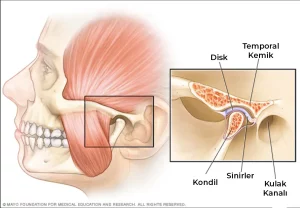 temporomandibular eklem