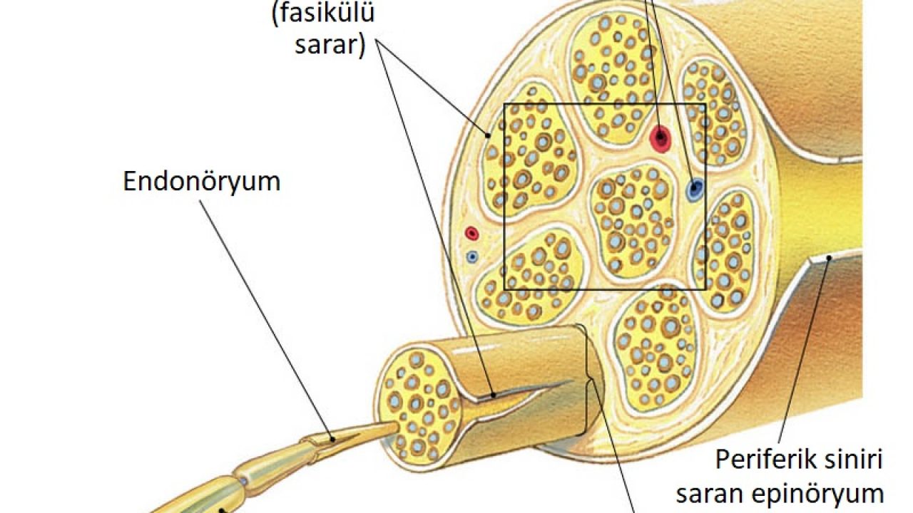 Periferik Sinir Nedir Periferik Sinir Yaralanmalari