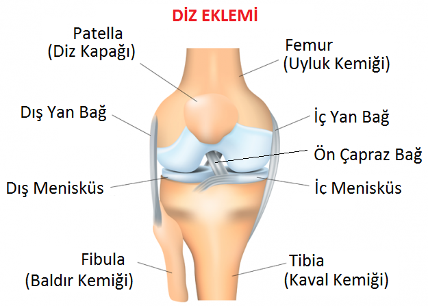 on capraz bag yirtigi ve fizik tedavisi doktor fizik