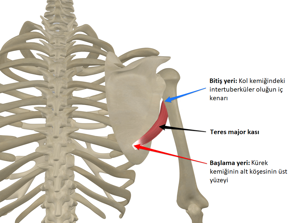 Teres Major Sendromu - Doktor Fizik