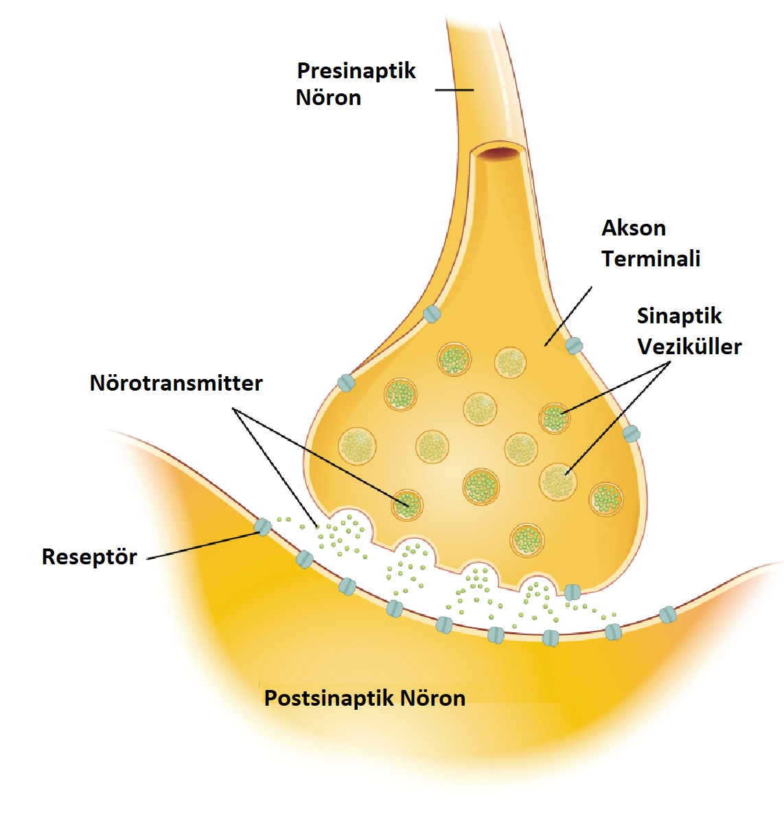 nörotransmitterler