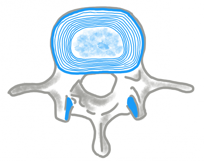 Omurga kemiğine üstten bakış. Omurganın ön tarafında bulunan disk mavi renkle temsil edilmiştir. 