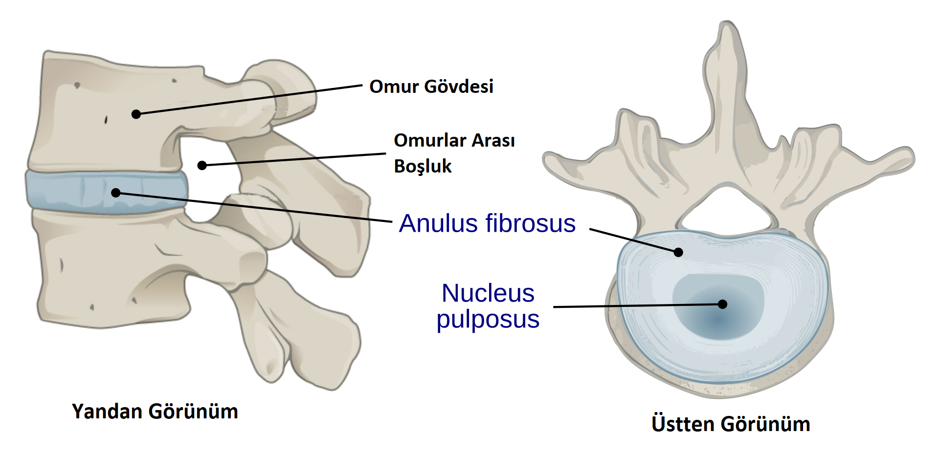 protruzyon
